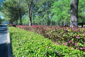 Brunswick Plantation